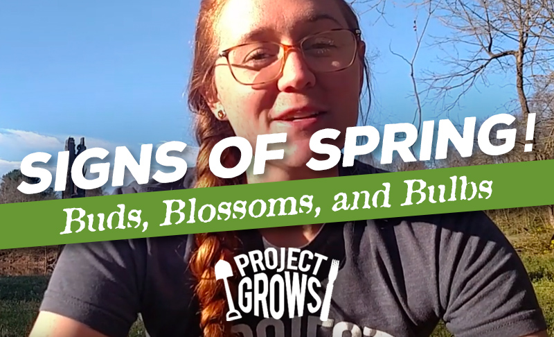 Signs of Spring, Episode 3: Buds, Blossoms, and Bulbs